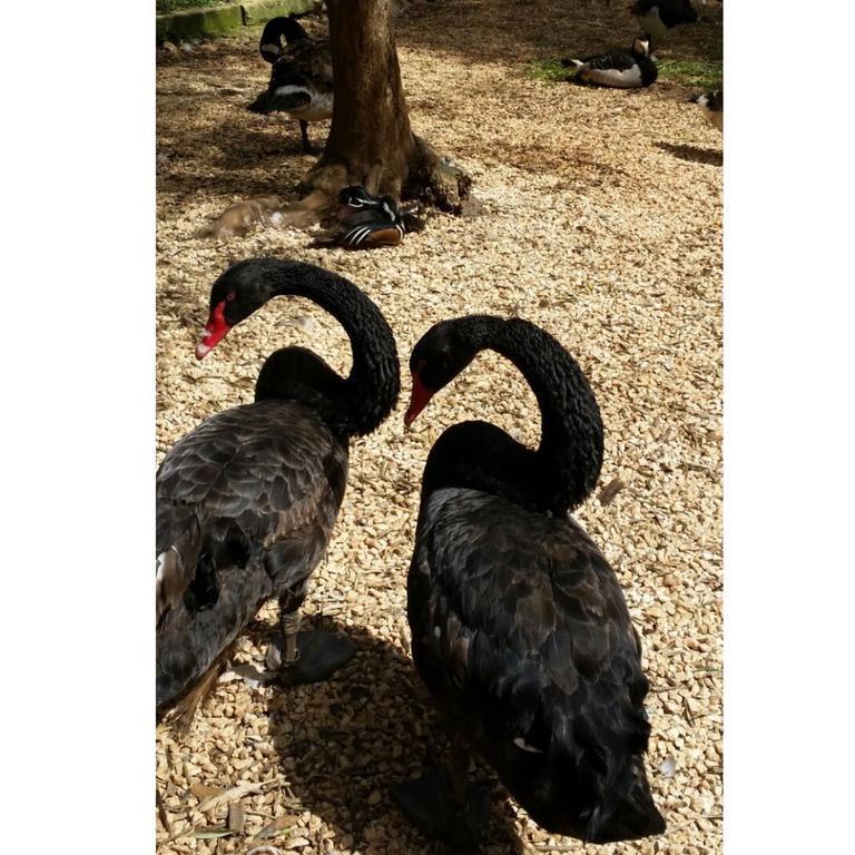 Agriturismo Tenuta Sant'Antonio Cerfignano Екстериор снимка